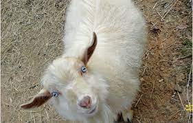 Goat