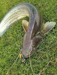 fish