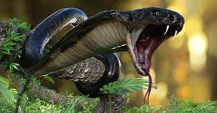 snake