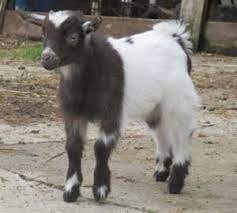 goat