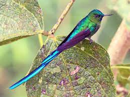 bird