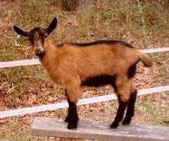 goat