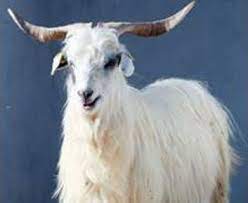 goat