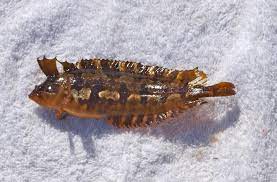FISH