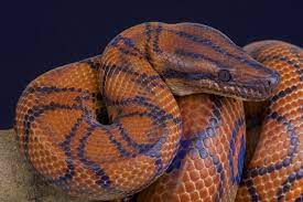 snake
