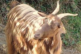 goat