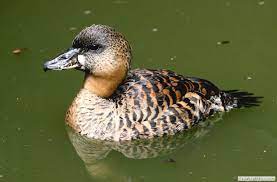 bird