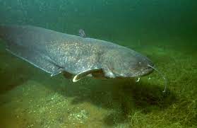 fish