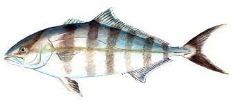 FISH