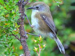 bird