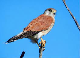 bird