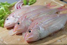 fish
