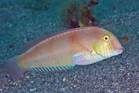 fish