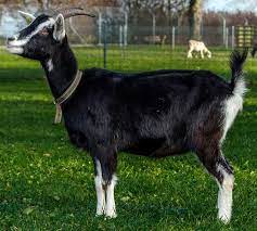 goat
