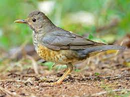 Bird