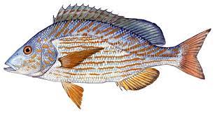 fish