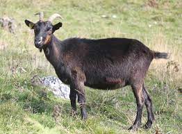 Goat