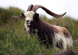 goat