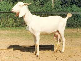 goat