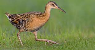 bird