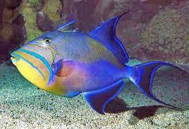 FISH