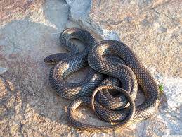 snake