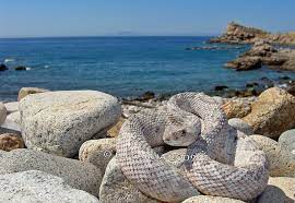snake