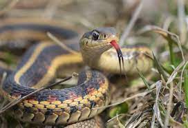Snake