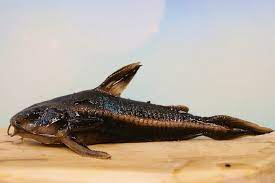 fish