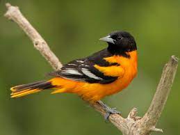 bird