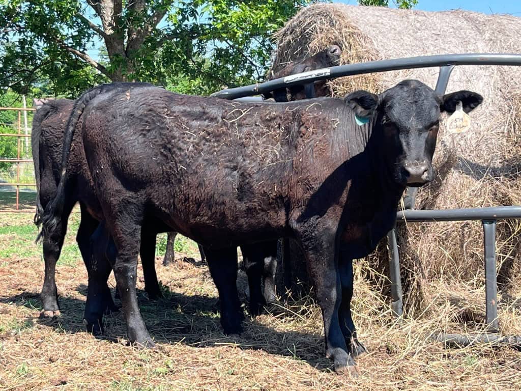 Black Angus heifers 