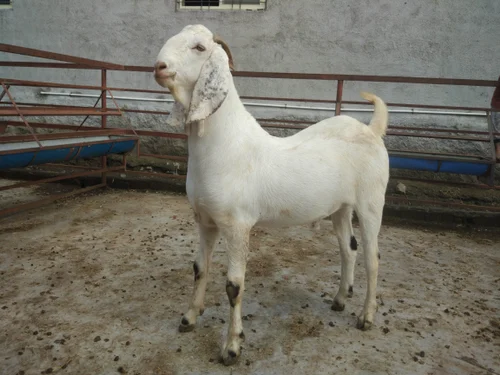 bakra