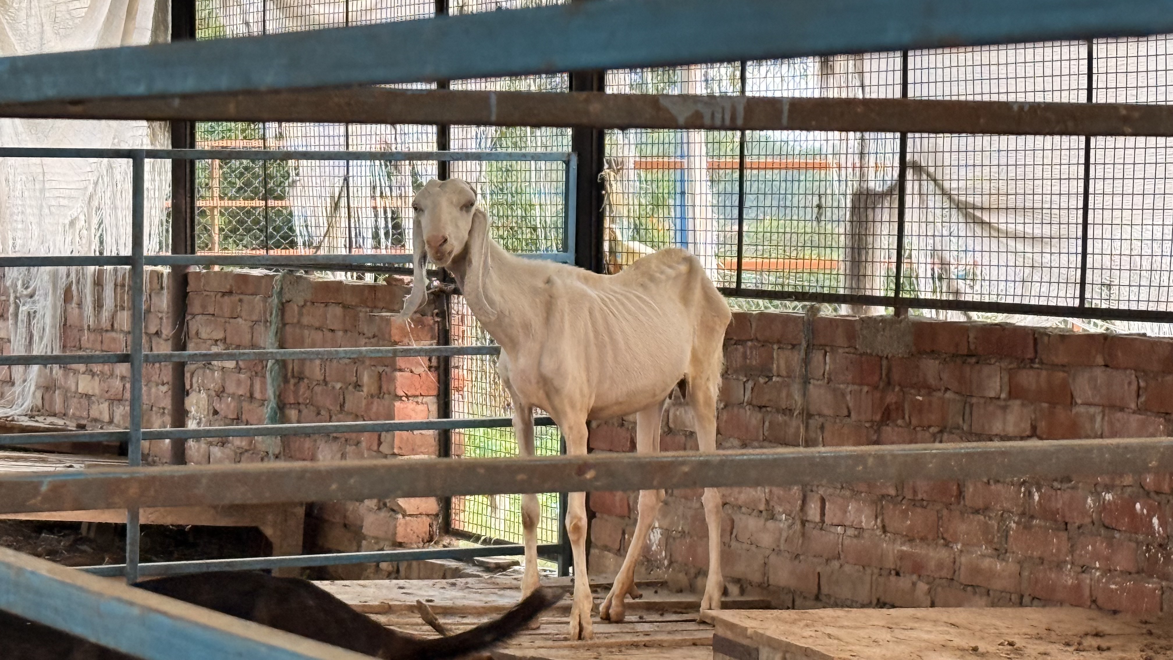 1y 1m Boer Goat (Male)