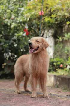 DHILLONG DOG FARM