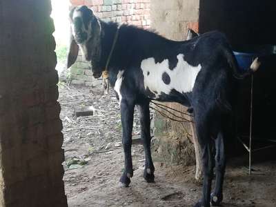 Seller in India