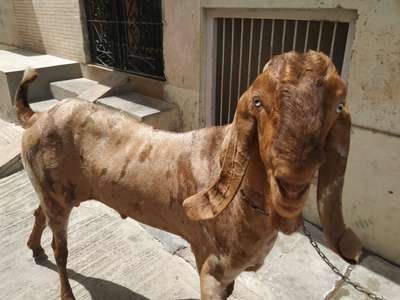 Mohd Hussain