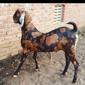 Seller in India