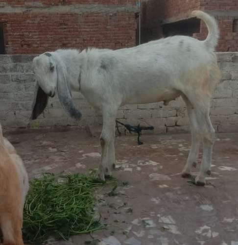 Beetal Andul | ID - 139 | Goat | Animals Super Store