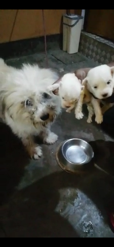 Lasa Apso full white pupp