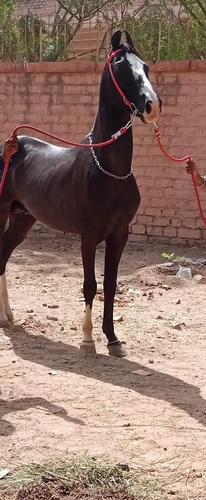Marwari Horse | ID - 1280 | Horse | Animals Super Store