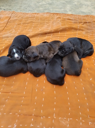 Rottweiler puppies