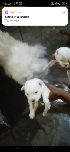 Lasa Apso full white pupp — photo 2