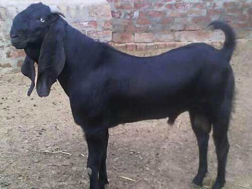 Beetal Goat hindi
