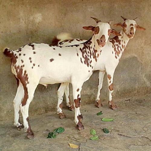 Barabari Goat