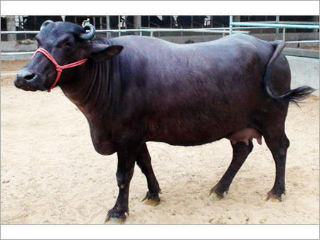 Registered buffalo breeds in India | Animals Super Store