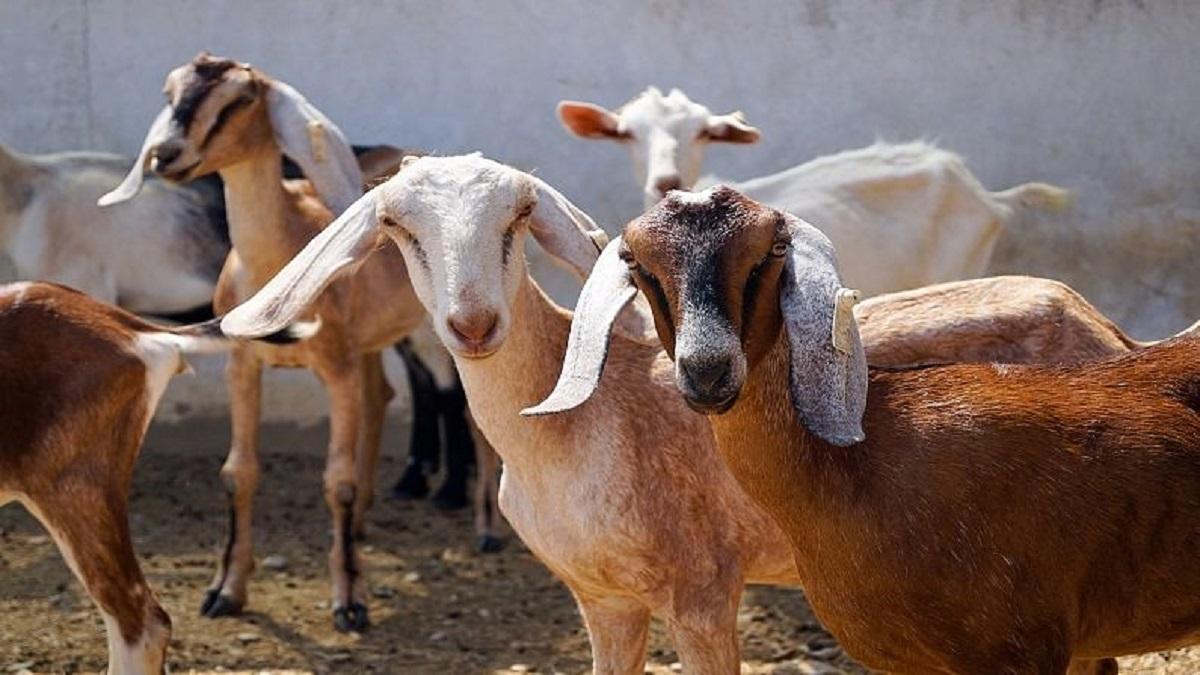 goat farming business