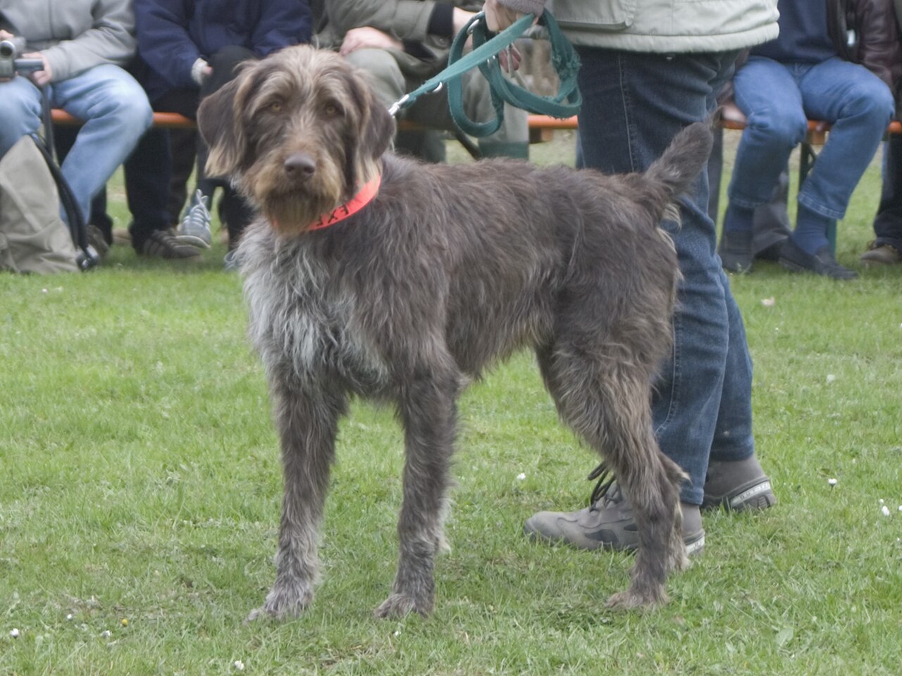 German Roughhaired Pointer dog