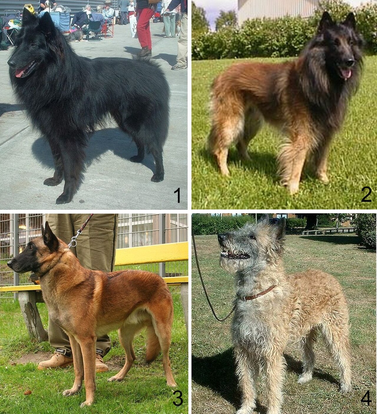 Belgian Shepherd dog
