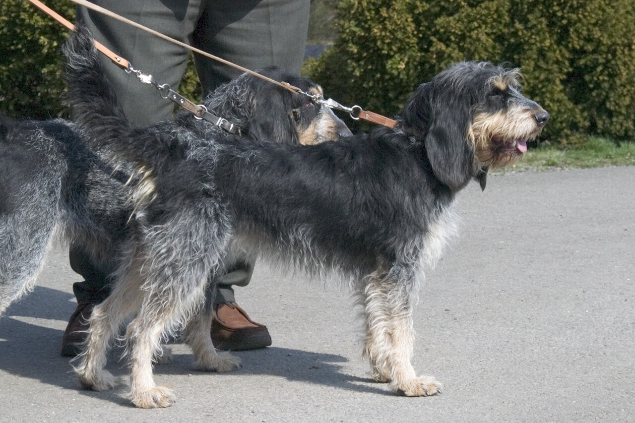 Griffon Bleu de Gascogne dog