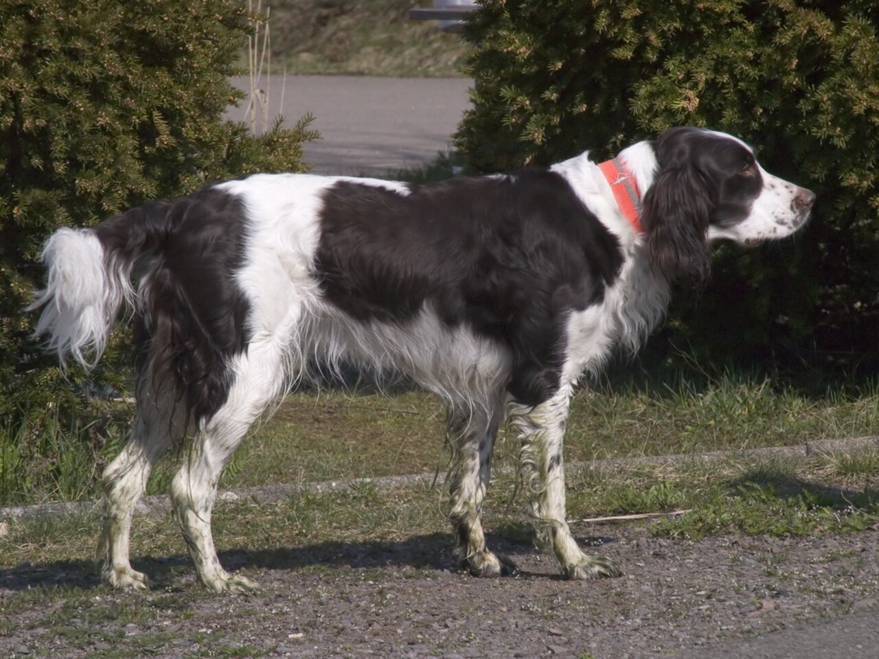 French Spaniel dog